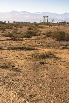 Trees with a mountain in the background Stock Photos