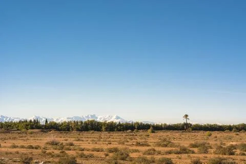 Trees with a mountain in the background Stock Photos