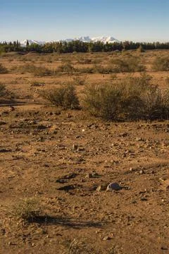 Trees with a mountain in the background Stock Photos