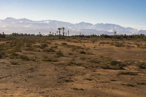 Trees with a mountain in the background Stock Photos