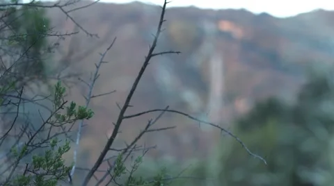 Trees with Mountain in the Background - Rack Focus Video stock 64960341