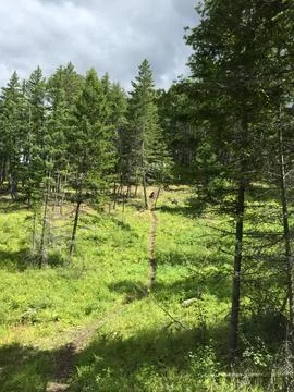 Trees mountain bear Stock Photos