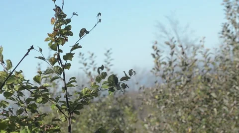 Trees on a mountain with blue sky 動画素材 42844881