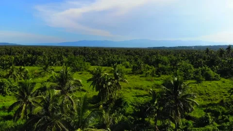 Trees mountain drone farm Stock Footage 170182364