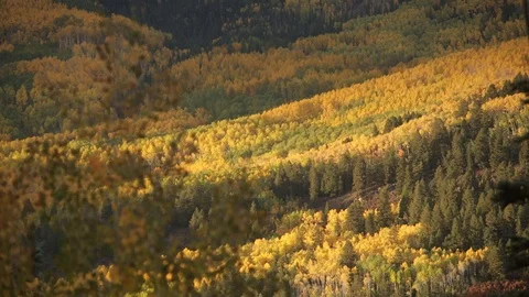 Trees in mountain Vidéo 89883131