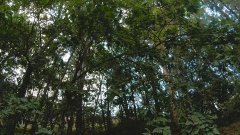 TREES FROM A MOUNTAIN Stock Footage 93526348