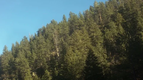 TREES ON MOUNTAIN 스톡 동영상 98567028