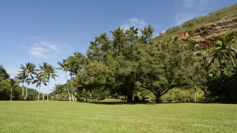 Trees by the mountain Stock Footage 104784727