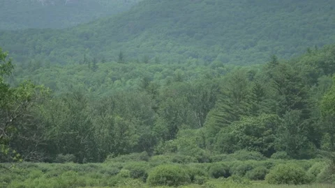 Trees, mountain Stock Footage 171340344