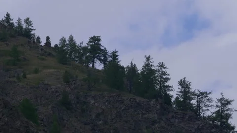 Trees on the mountain Stock Footage 171736059
