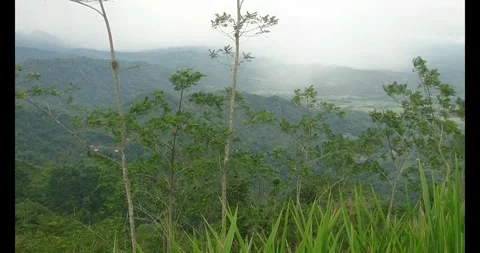 Trees on the mountain Stock Footage 289041048