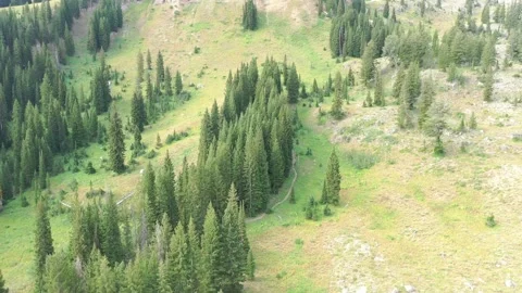 Trees in the mountain 動画素材 296795270