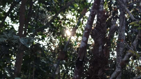 Trees In The Mountain Forest. Stock Footage 266371351