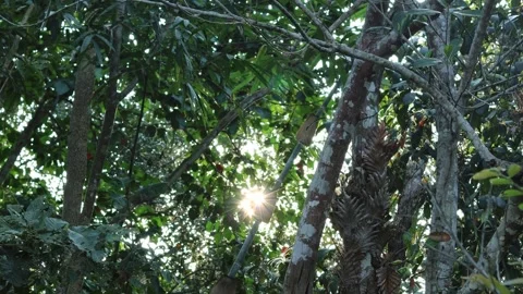 Trees In The Mountain Forest. Stock Footage 266371437