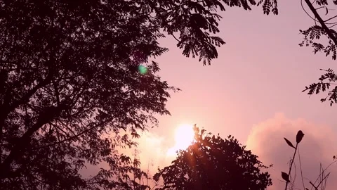 Trees In The Mountain Forest. Stock Footage 266371456