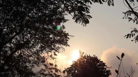 Trees In The Mountain Forest. Stock Footage 266371457