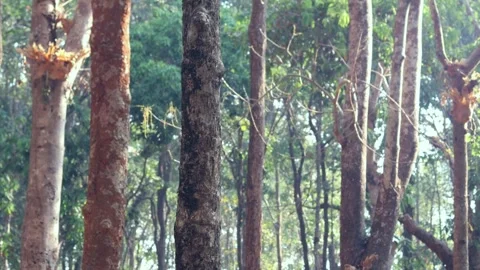 Trees In The Mountain Forest. Stock Footage 266371466