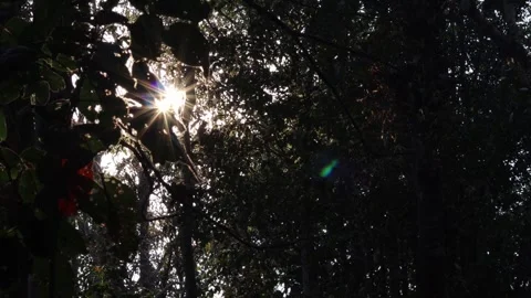Trees In The Mountain Forest. Stock Footage 266371467