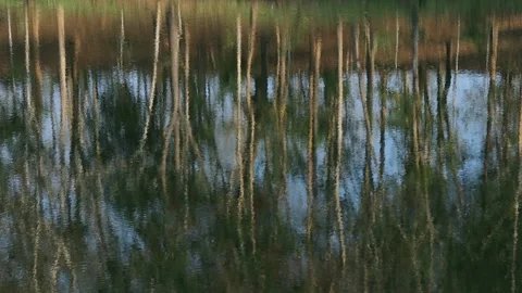 Trees In The Mountain Forest. Stock Footage 266371552