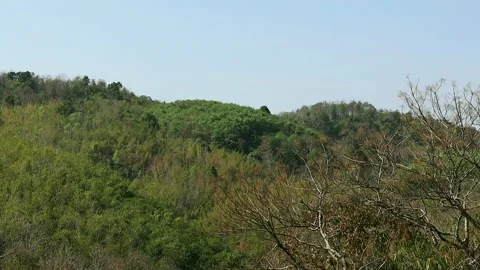 Trees In The Mountain Forest. Stock Footage 266651434