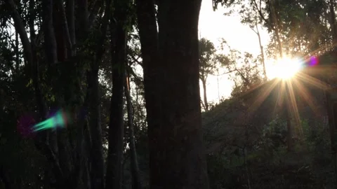 Trees In The Mountain Forest. Stock Footage 267047408