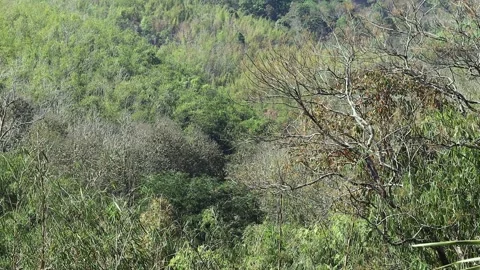 Trees In The Mountain Forest. Stock Footage 267047463