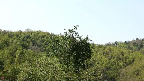 Trees In The Mountain Forest. Stock Footage 267047500