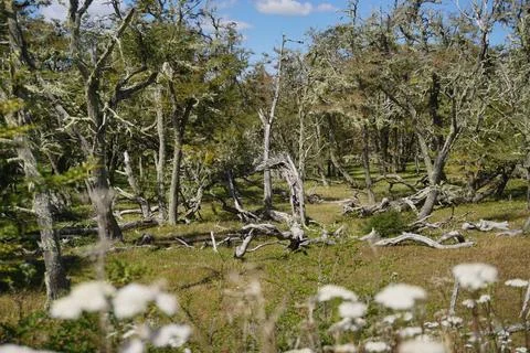 Trees in the mountain forest Stock Photos