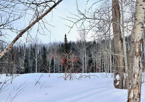 A trees in the mountain forest Stock Photos