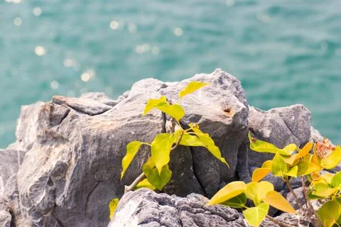 Trees on the mountain Stock Photos