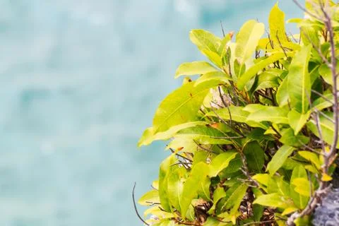 Trees on the mountain Stock Photos