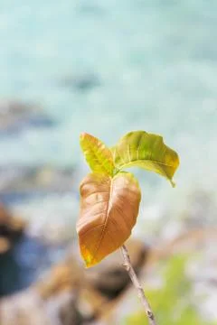 Trees on the mountain Stock Photos