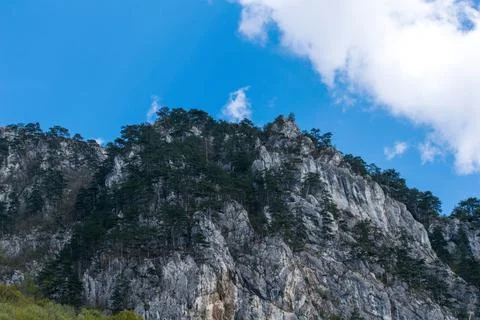 Trees on the mountain ridge. Stock Photos