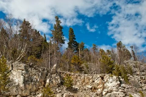 Trees on mountain rocks Stock Photos