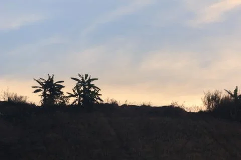 Trees on a mountain at sunset Stock Photos