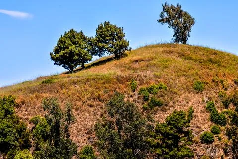 Trees on the Mountain Top Stock Photos