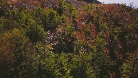 Trees on a mountain under white clouds in the sky. Drone flies along slope Video stock 82840703