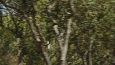 Trees with mountains and grass shot Stock Footage 91675191