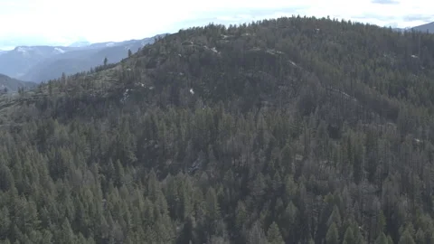 Trees with Mountains in Background Drone Slow Motion Stock Footage 255053312