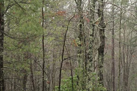 Trees in the Mountains of Blue Ridge Stock Photos