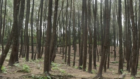 Trees on mountains, driving point of view Stock Footage 111636170