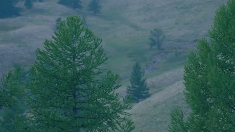 Trees in the mountains, evening Stock Footage 171755651