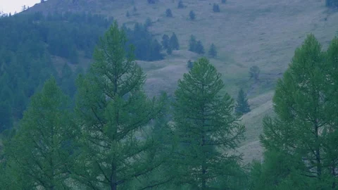 Trees in the mountains, evening Stock Footage 171756172