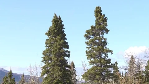 Trees In The Mountains Stock Footage 77135327