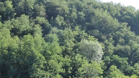 Trees in the mountains Stock Footage 162766684