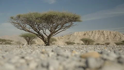 Trees in the mountains Video stock 168821197