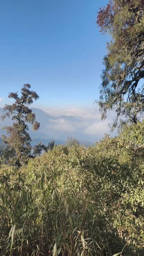 Trees in the mountains Stock Footage 340004920