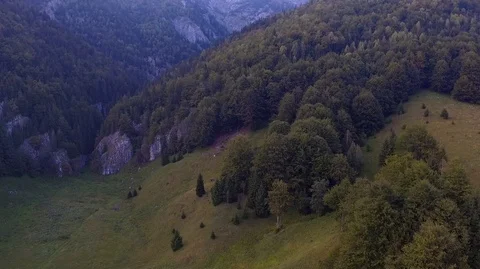 Trees mountains forest 스톡 동영상 121226495