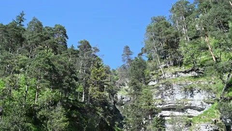 Trees in the mountains move in the wind Stock-Footage 219362879