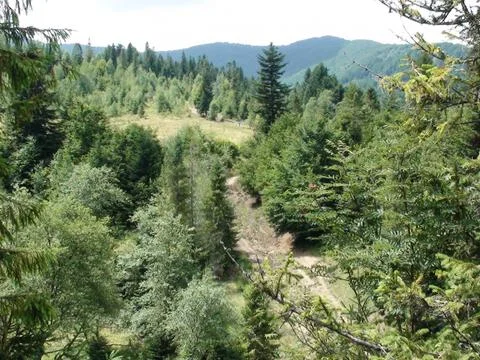 Trees in the mountains 스톡 사진